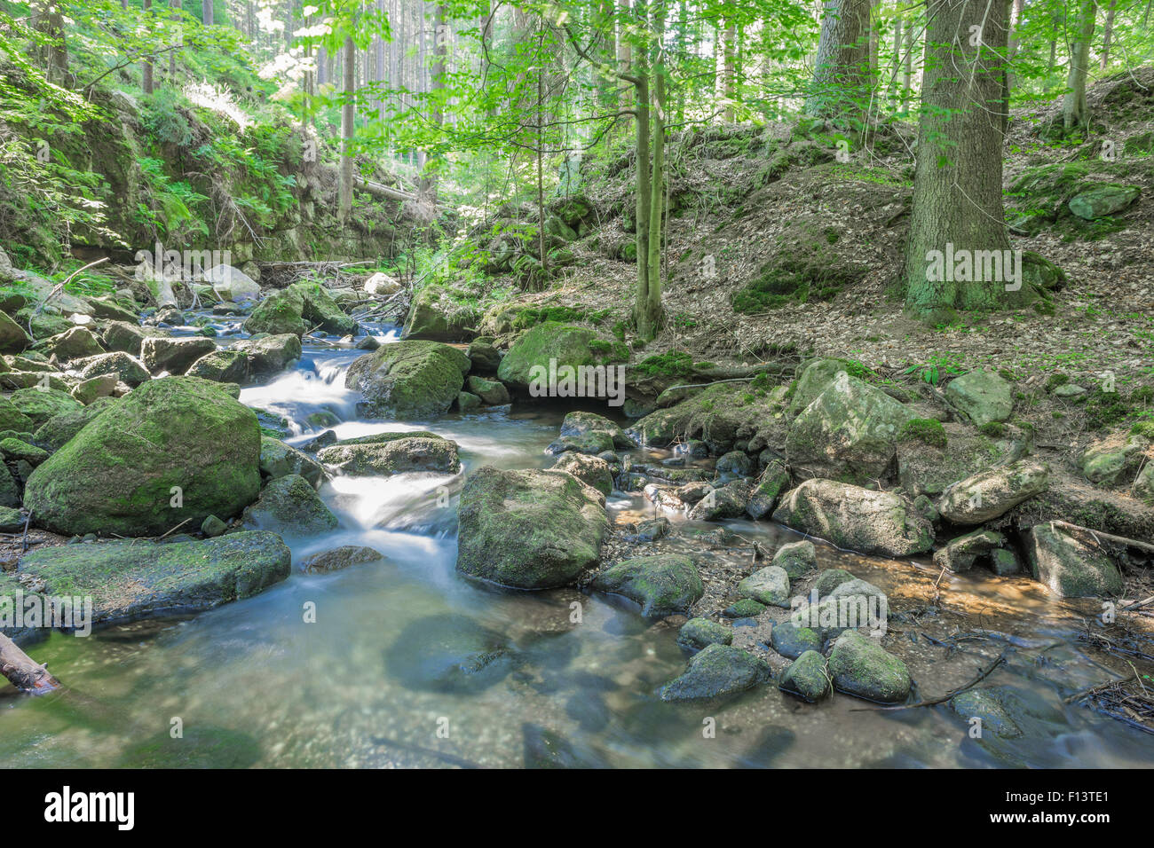 Lit de rivière de montagne sauvages dans l'été sec Bystrzyca pierres rochers couverts de mousse journaux Banque D'Images