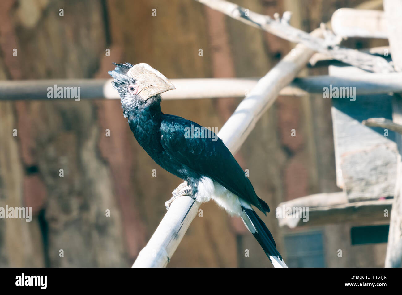 Calao à joues argent portrait d'oiseaux. Banque D'Images