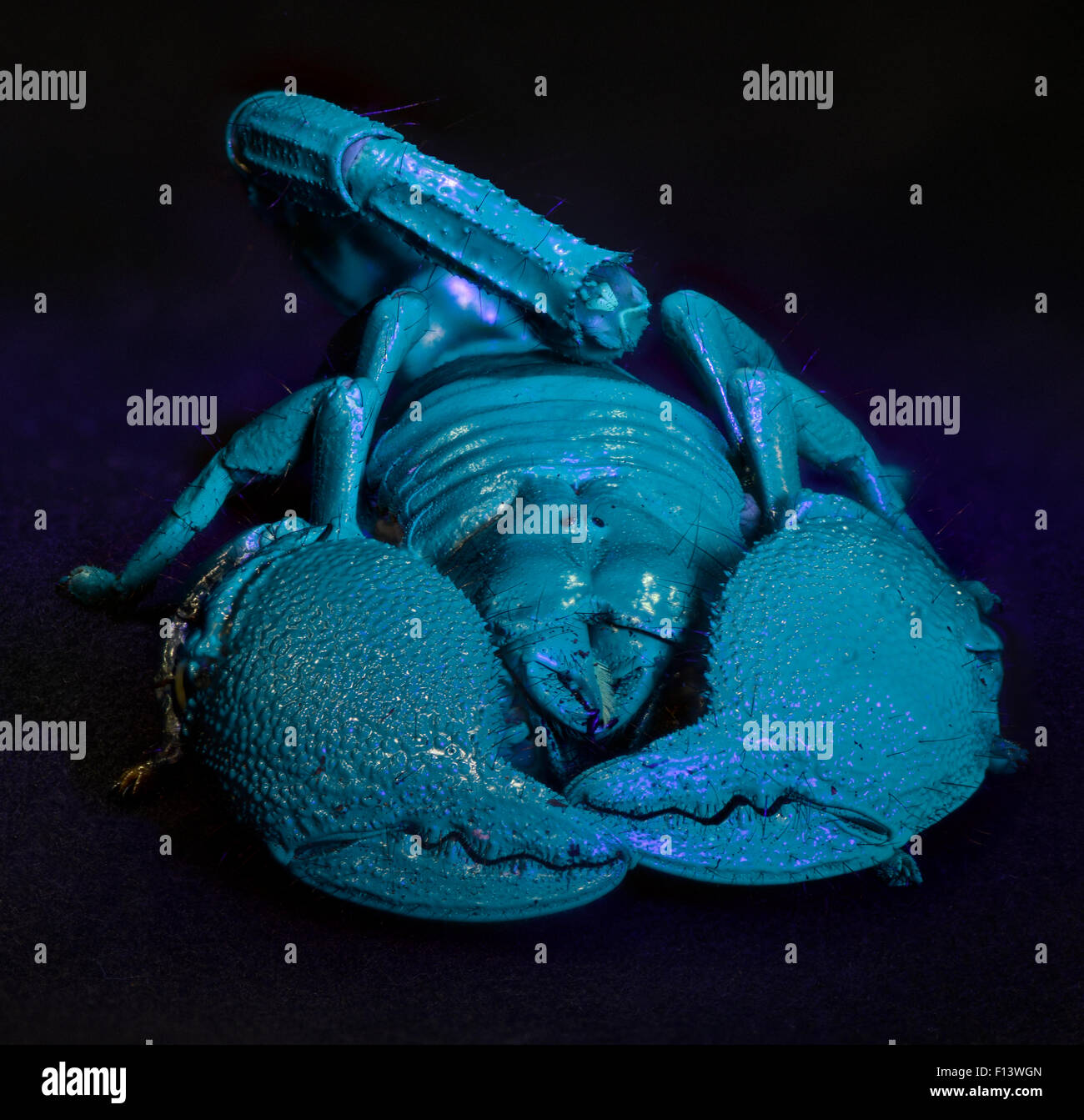 Scorpion Pandinus imperator (Empereur) Bleu brillant sous la lumière UV, captive Banque D'Images