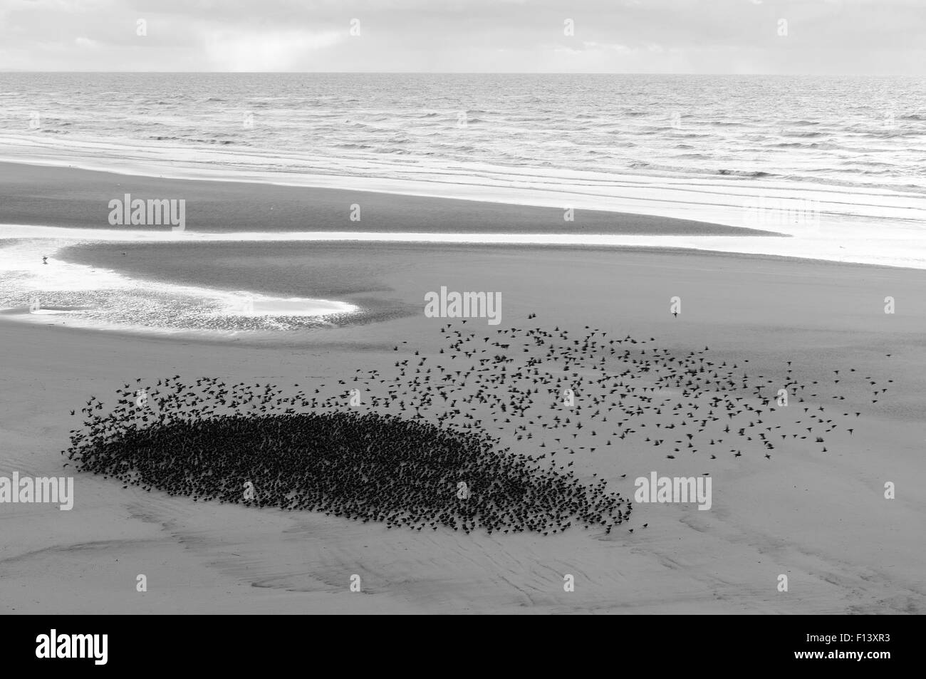 D'une volée d'Étourneaux sansonnets (Sturnus vulgaris), décollant de la plage de Blackpool, England, UK. Octobre 2010. Banque D'Images