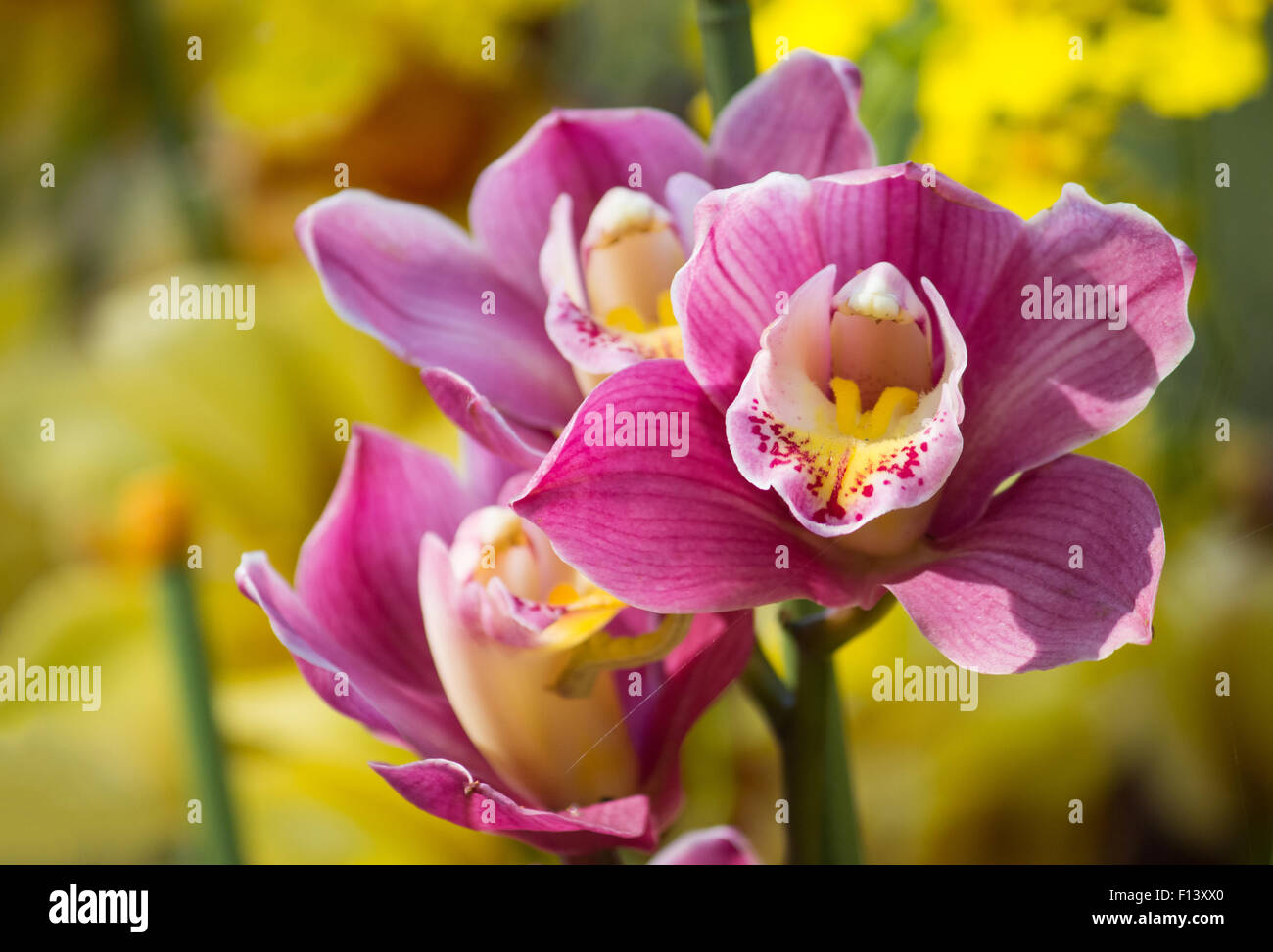 Cymbidium orchidée fleur Banque D'Images