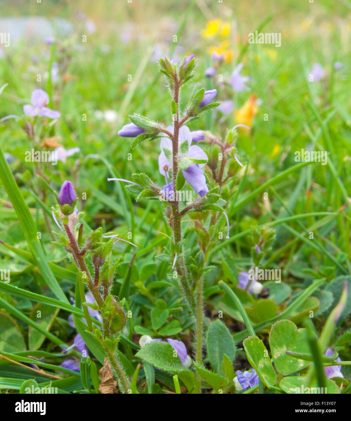 Germander Speedwell ( Veronica chamaedrys ) en fleurs en été, UK Banque D'Images