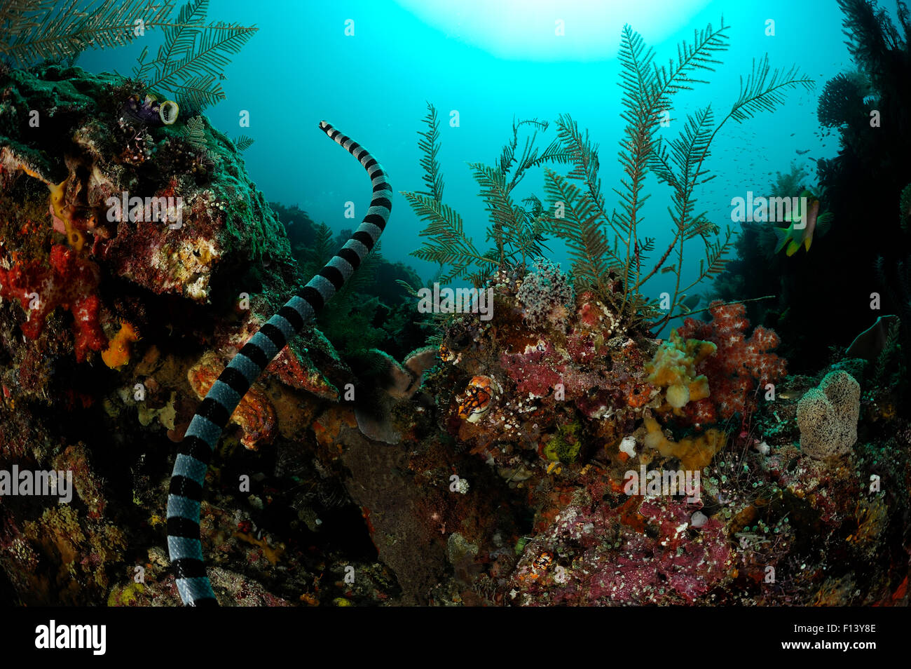 Belcher's serpent de mer (Hydrophis belcheri) nager sur les récifs coralliens, Raja Ampat, Papouasie occidentale, en Indonésie, l'océan Pacifique. Banque D'Images