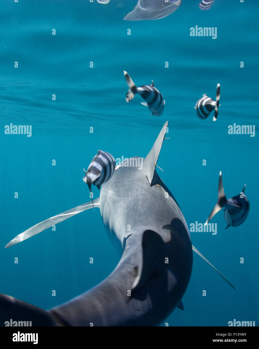 Le requin bleu (Prionace glauca), vue arrière avec poisson pilote (Naucrates ductor) pointe du Cap, Afrique du Sud Banque D'Images