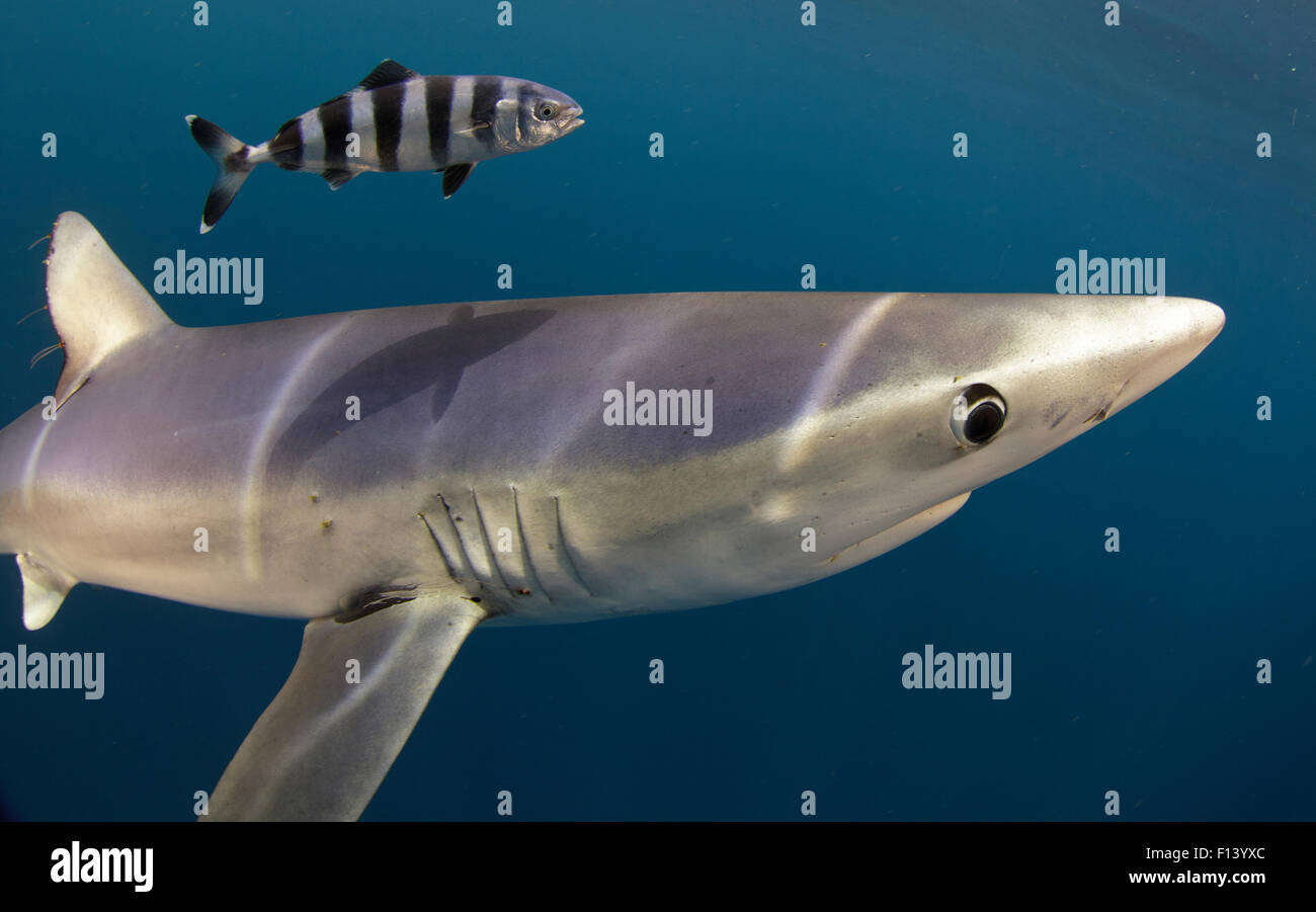 Le requin bleu (Prionace glauca) et poisson pilote (Naucrates ductor) pointe du Cap, Afrique du Sud Banque D'Images