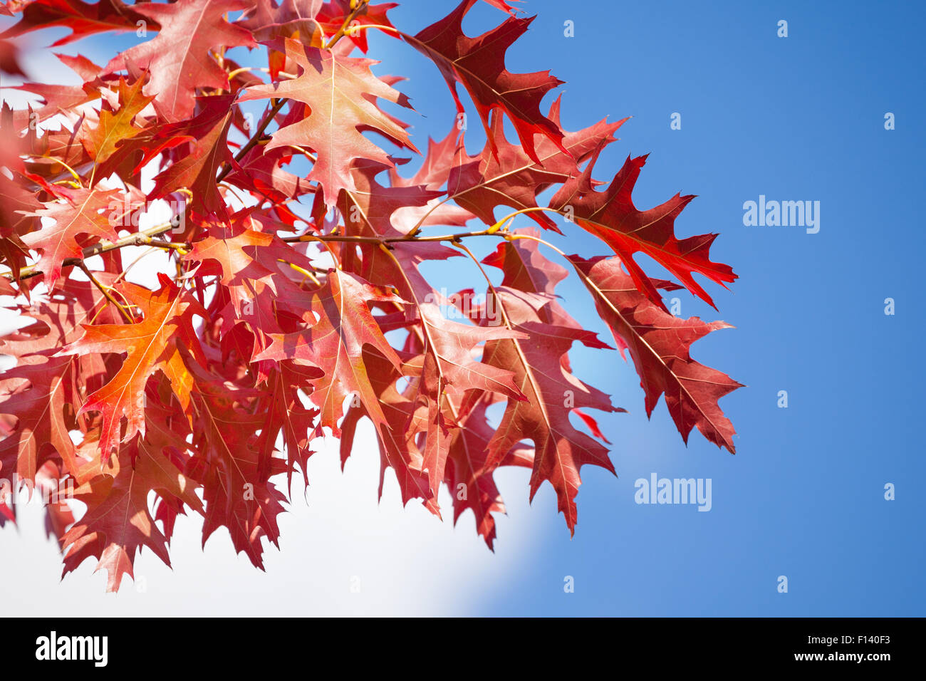 Rowan automne feuilles rouges au soleil et ciel Banque D'Images