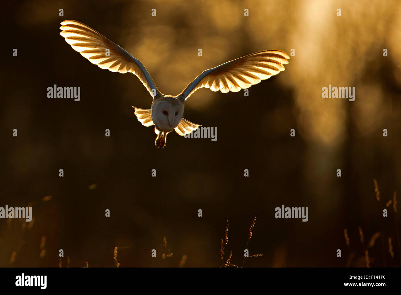 Effraie des clochers (Tyto alba) la chasse au lever du soleil, au Royaume-Uni, en mars. Banque D'Images