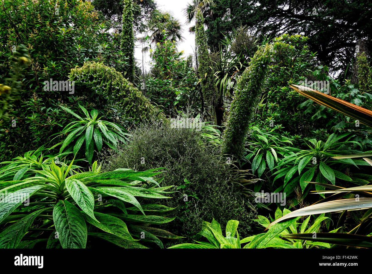 Une multitude de plantes vertes tropicales ornent Jardins Botanioc Ventnor, île de Wight Banque D'Images