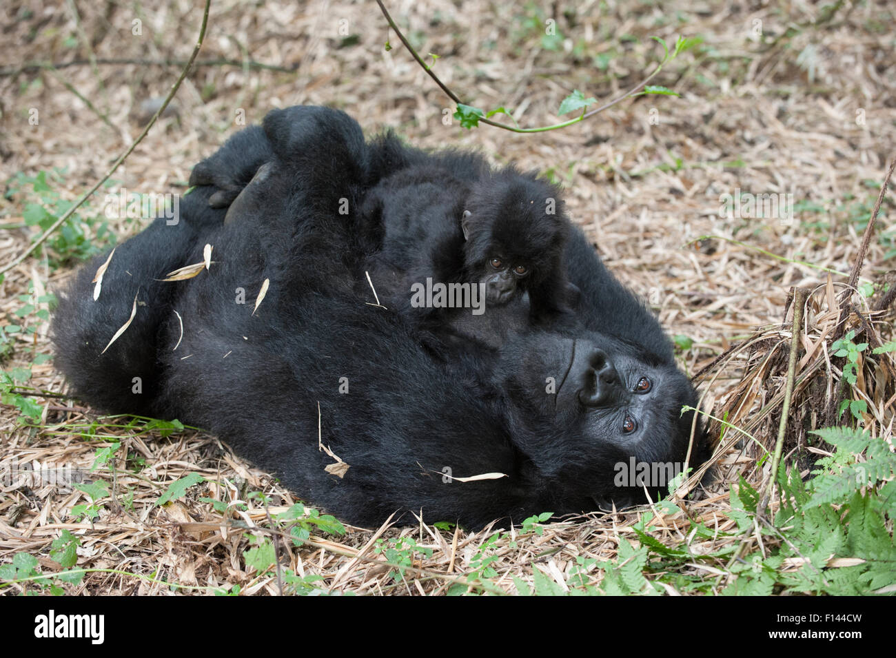Gorille de montagne (Gorilla gorilla beringei) mère allongé sur le dos et holding baby age d'un an. Parc national des volcans, Rwanda. Les espèces en voie de disparition Banque D'Images