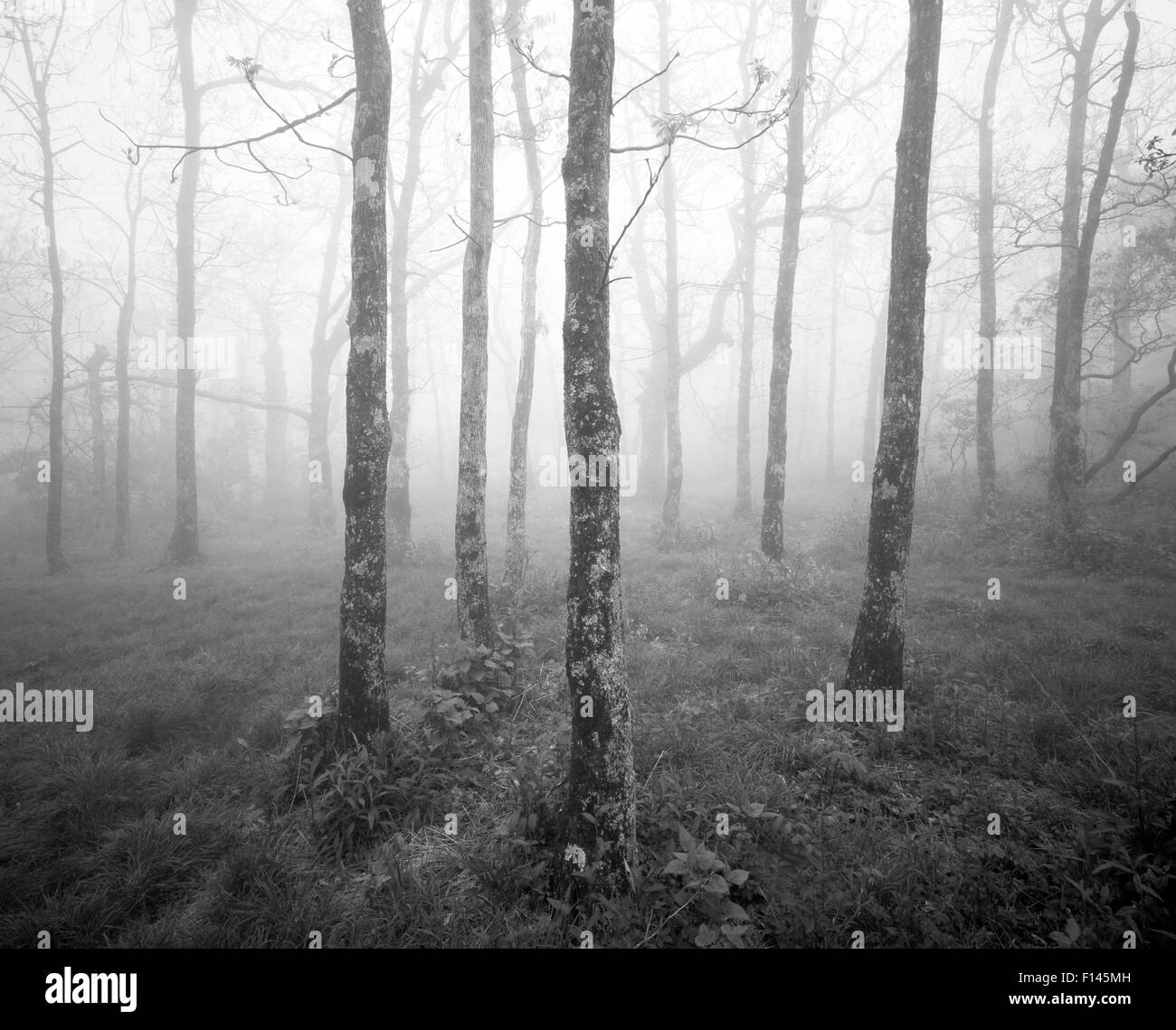 Photographie en noir et blanc d'forêt brumeuse au début de l'Appalachian Trail sur Springer Mountain, Georgia, USA. Banque D'Images