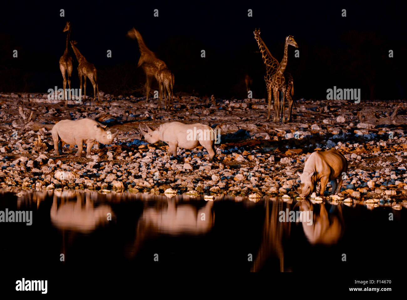 Le rhinocéros noir (Diceros bicornis) et de l'Angola Girafe (Giraffa camelopardalis angolensis) au point d'eau la nuit, prises avec caméra infra rouge, pan Okaukuejo, Etosha National Park, Namibie. Banque D'Images