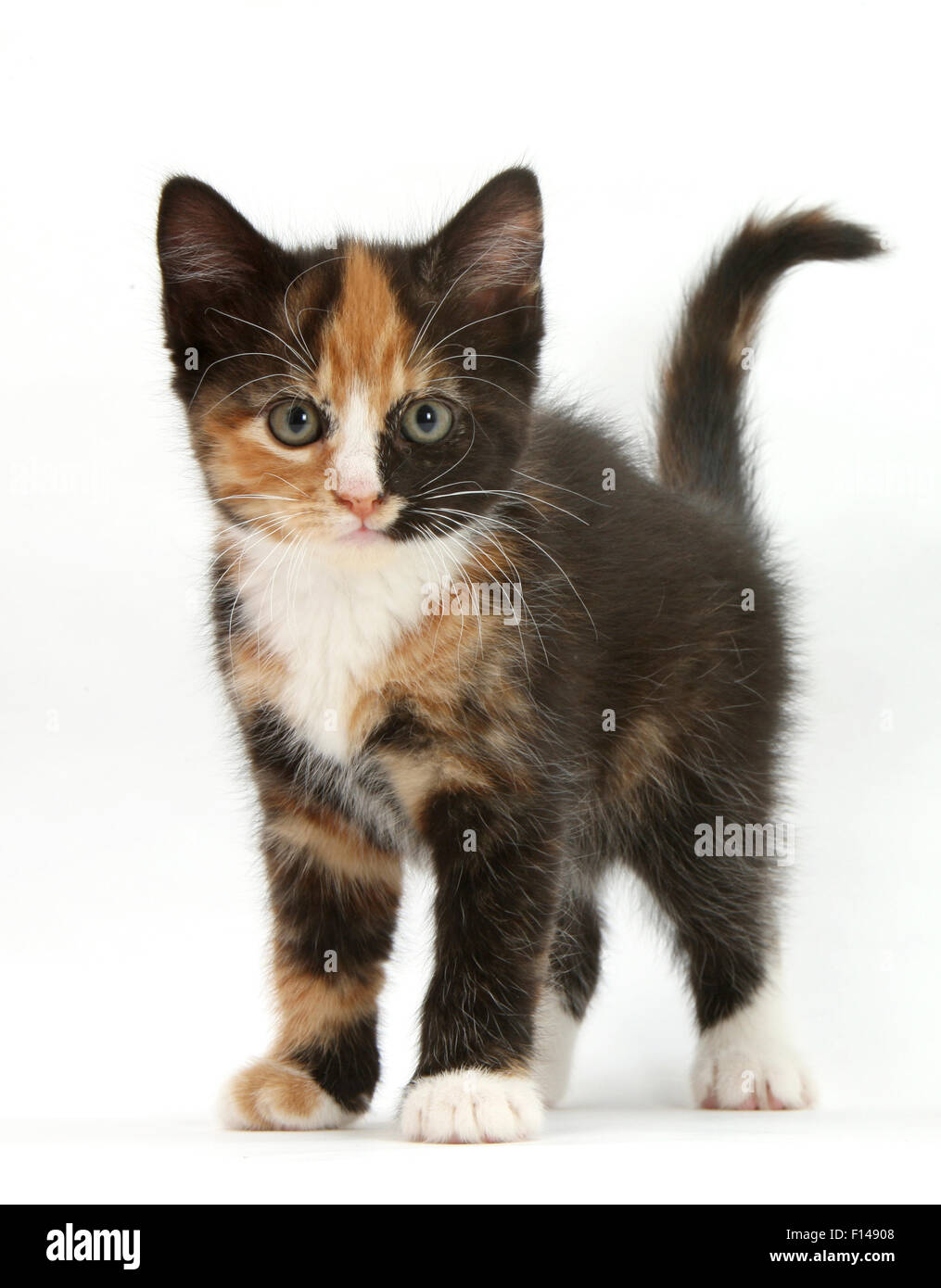 L'écaille chaton, debout, contre fond blanc Banque D'Images