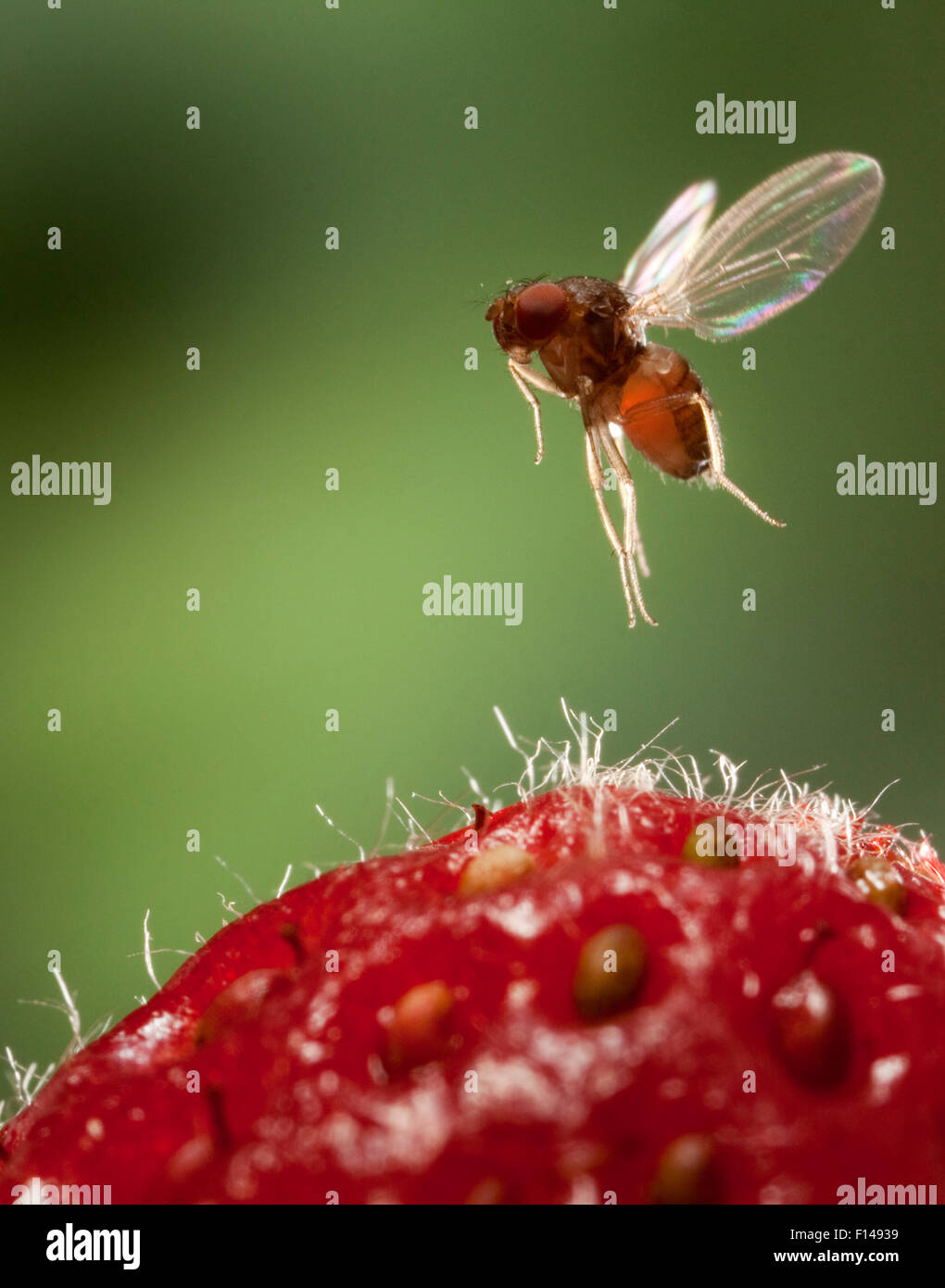 Aile tachetée femelle mouche des fruits (Drosophila suzukii) en vol au dessus de la fraise, de l'Oregon, USA, mars. Banque D'Images