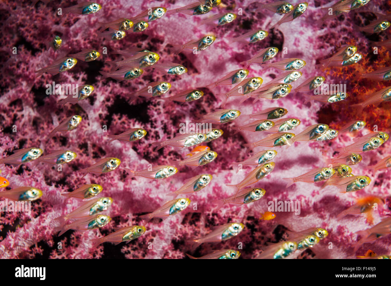 Balayeuses pygmée (Parapriacanthus ransonneti) avec les coraux mous (Dendronephthya sp) Égypte, Mer Rouge. Banque D'Images