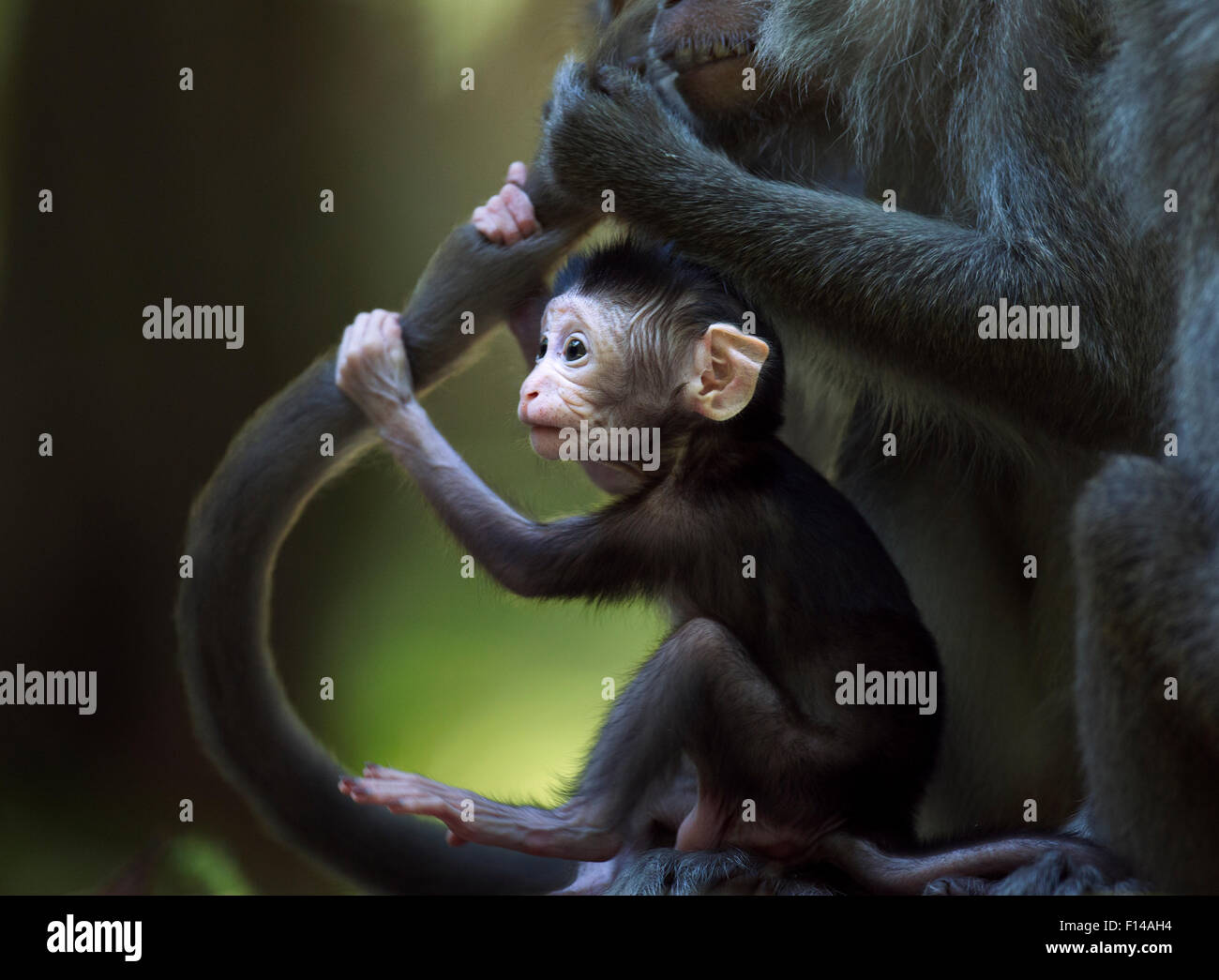 4 Semaines Banque D Image Et Photos Alamy