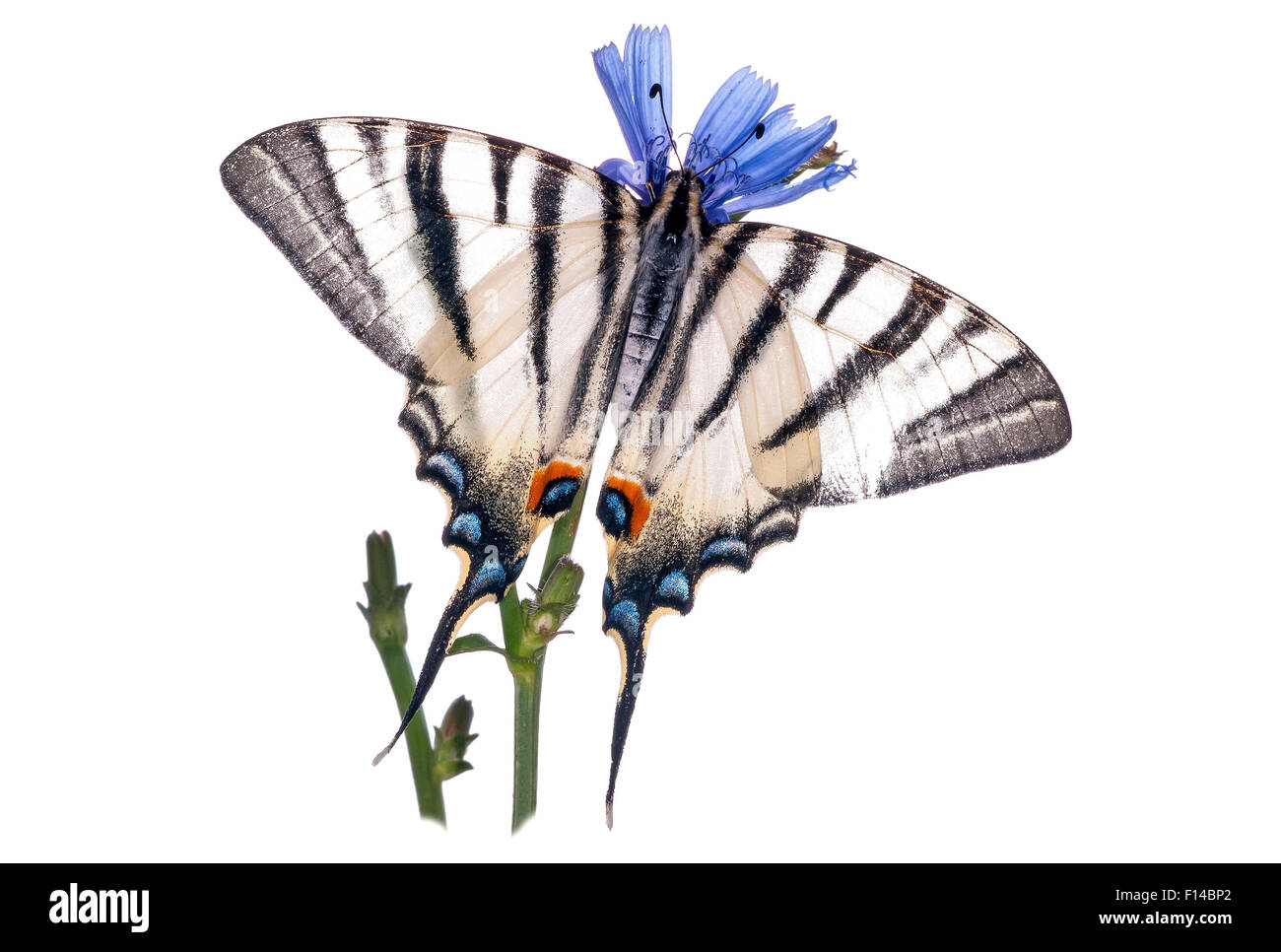 Swallowtail Iphiclides podalirius (rares) Podere Montecucco, près de Orvieto, Ombrie, Italie, août. Banque D'Images