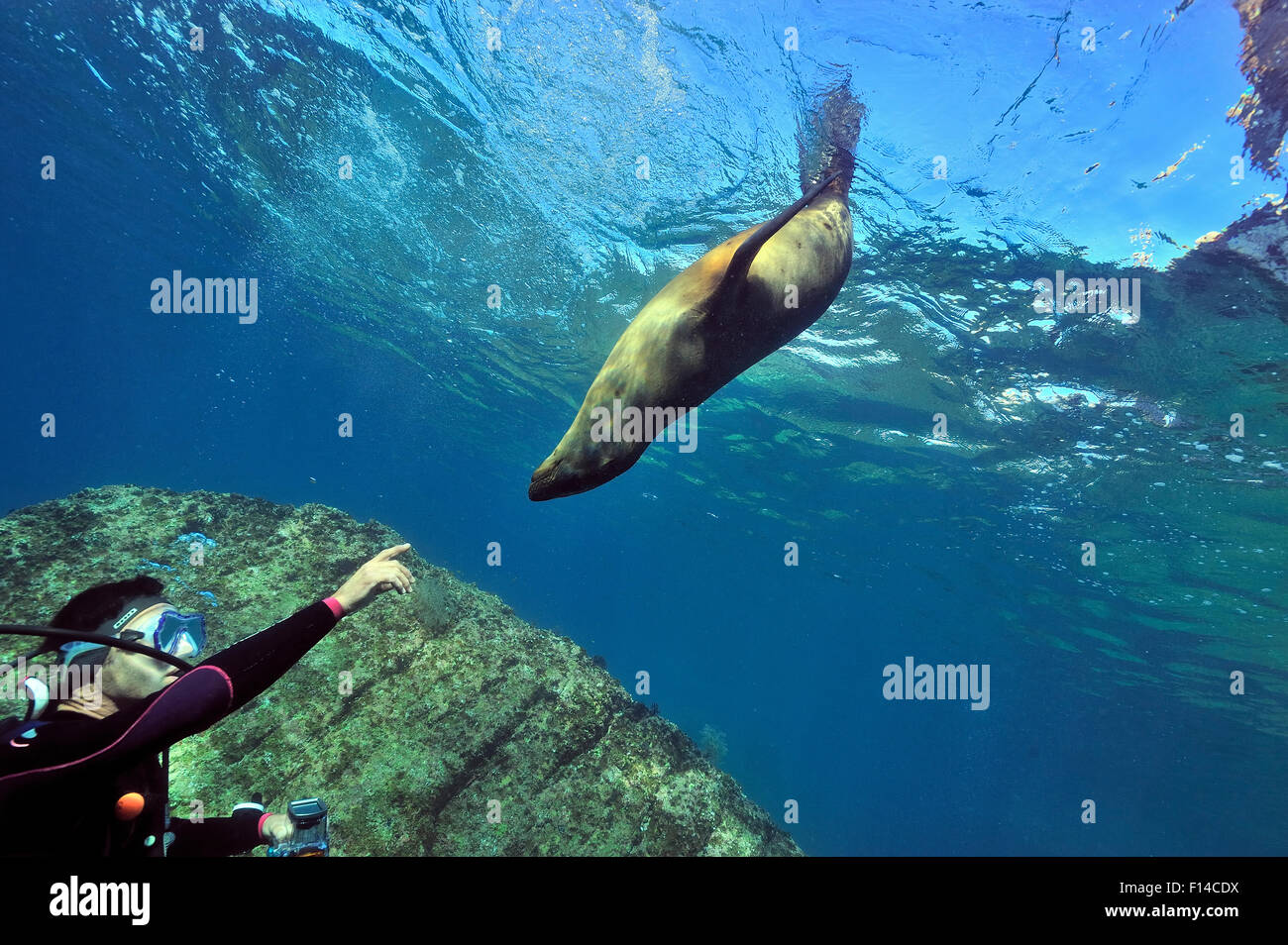 Plongeur avec un aspect ludique de Californie (Zalophus californianus) péninsule de Basse-Californie, au Mexique. Mer de Cortez. Septembre 2010. Banque D'Images