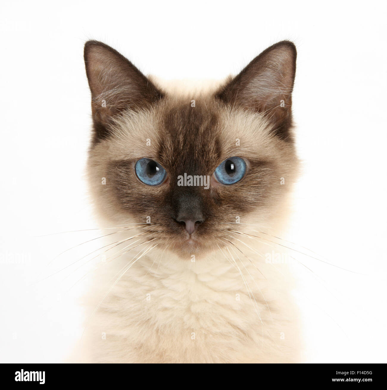 Chat Croise Bleu Banque De Photographies Et D Images A Haute Resolution Alamy