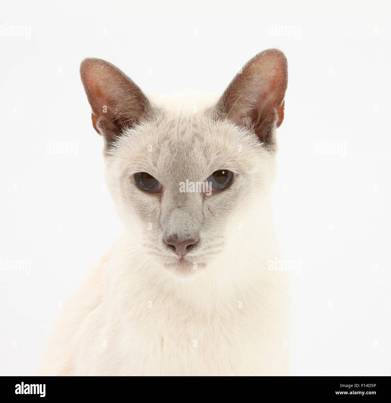 Face Blue Point Siamese Cat Banque De Photographies Et D Images A Haute Resolution Alamy
