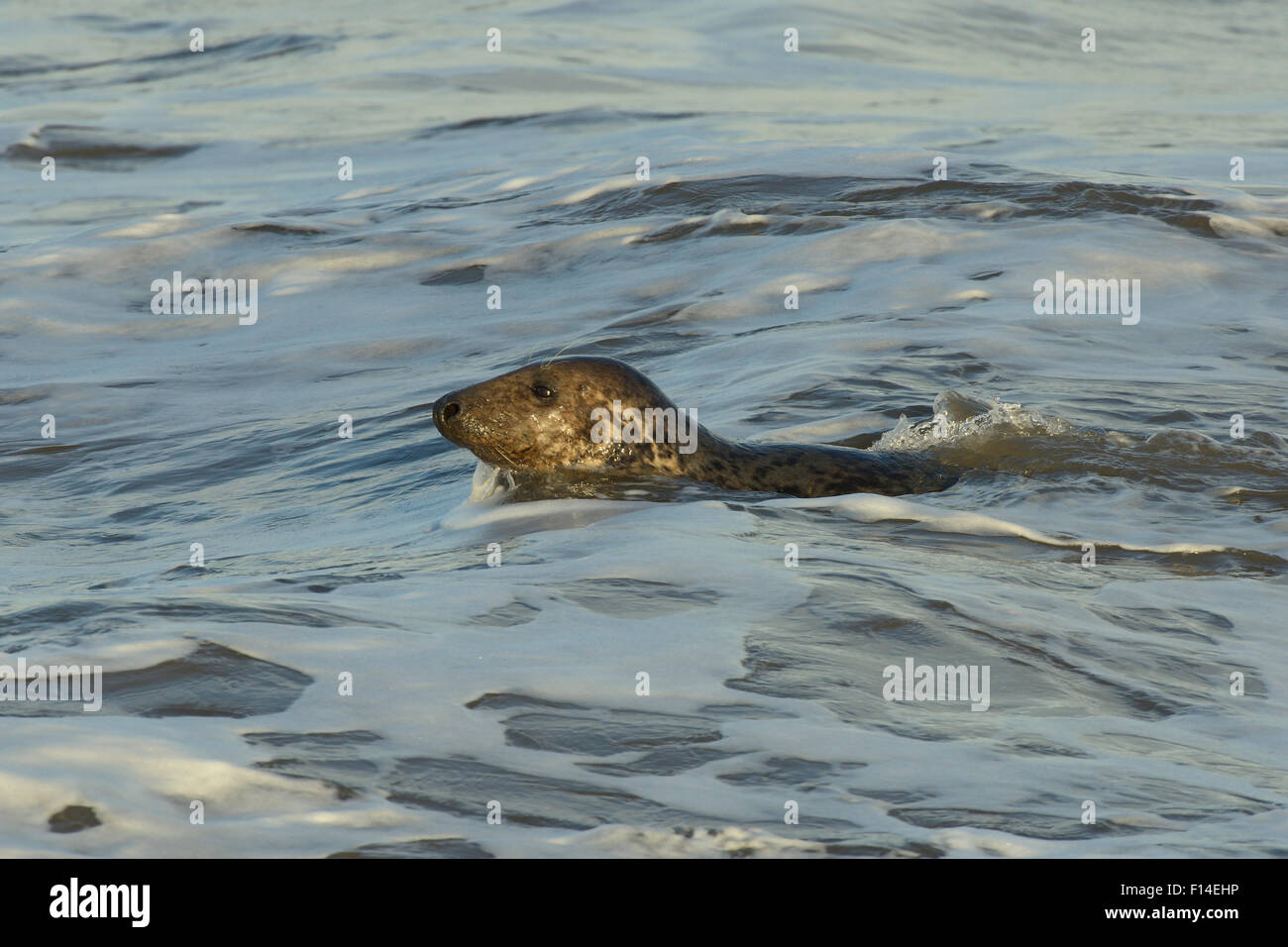 Phoque gris (Halichoerus grypus) Nager près du rivage, à Norfolk, au Royaume-Uni, en janvier. Banque D'Images