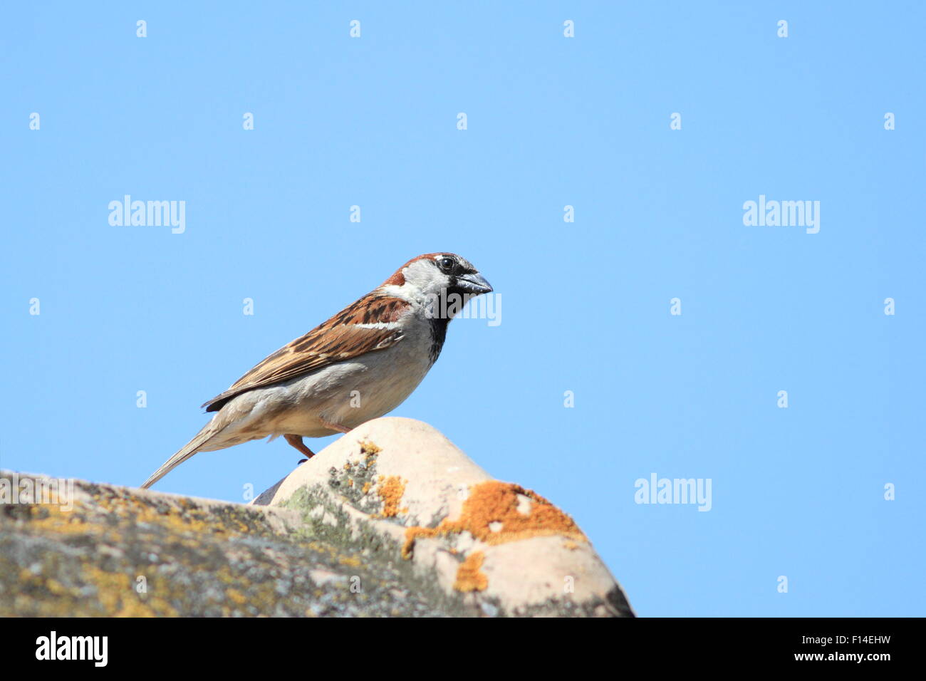 Moineau domestique debout sur un vieux toit de maison Banque D'Images