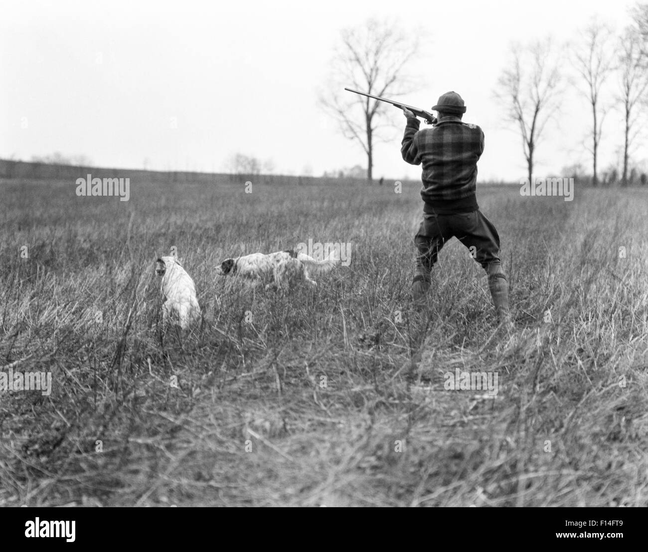 1920 MAN HUNTER AVEC FUSIL DE TRAVAILLER DEUX CHIENS DE CHASSE SUR LE POINT ET L'HONNEUR IN GRASSY FIELD Banque D'Images