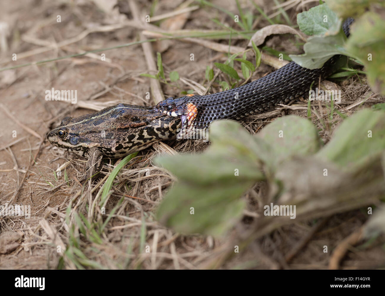 Grass snake eating frog Banque D'Images