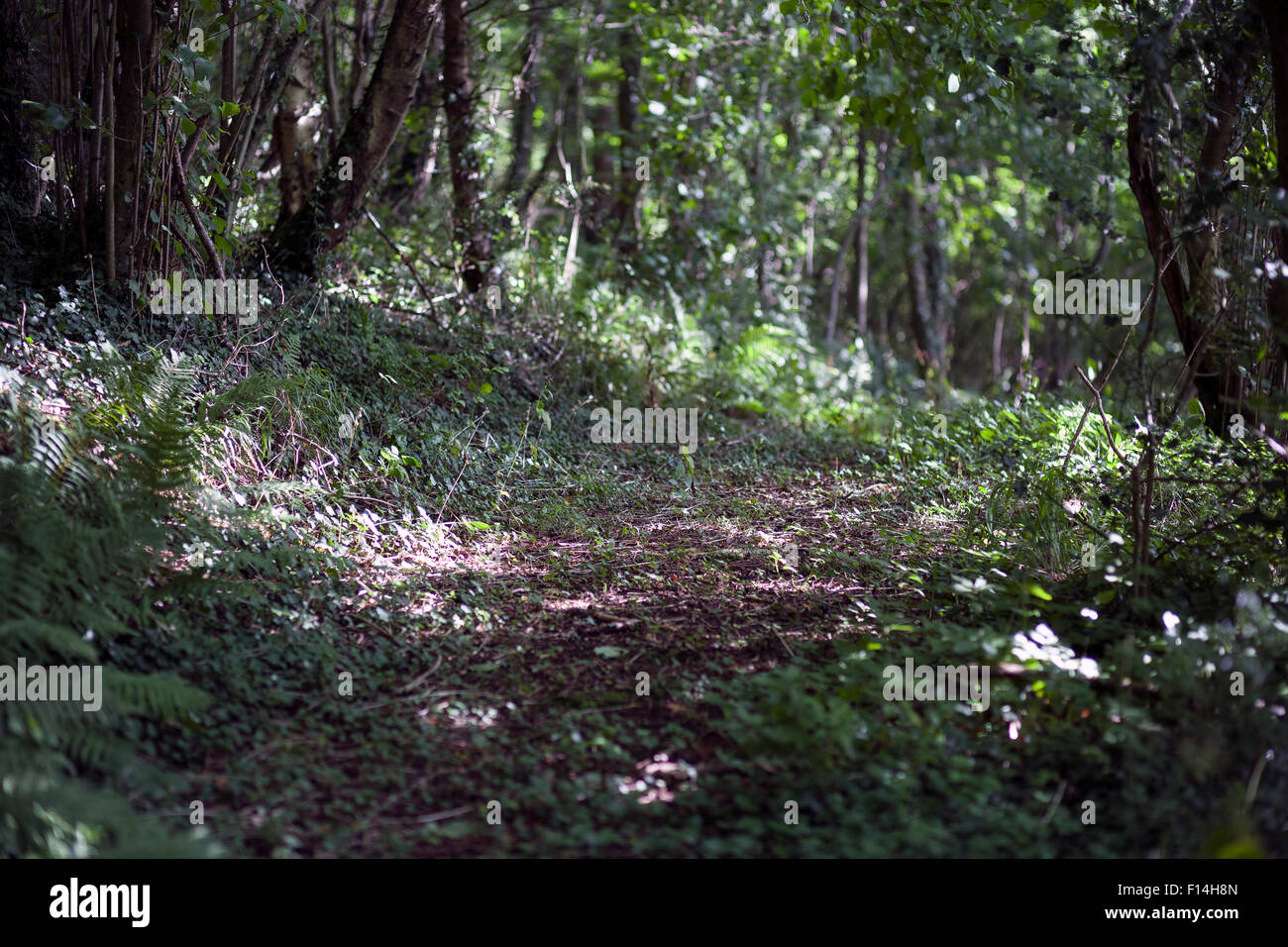 Chemin des bois,Marbre,à pied, Banque D'Images