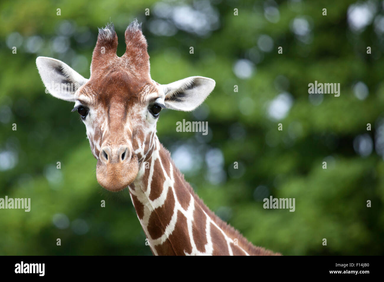 Giraffe réticulée tête avec l'espace sur la droite pour le texte Banque D'Images