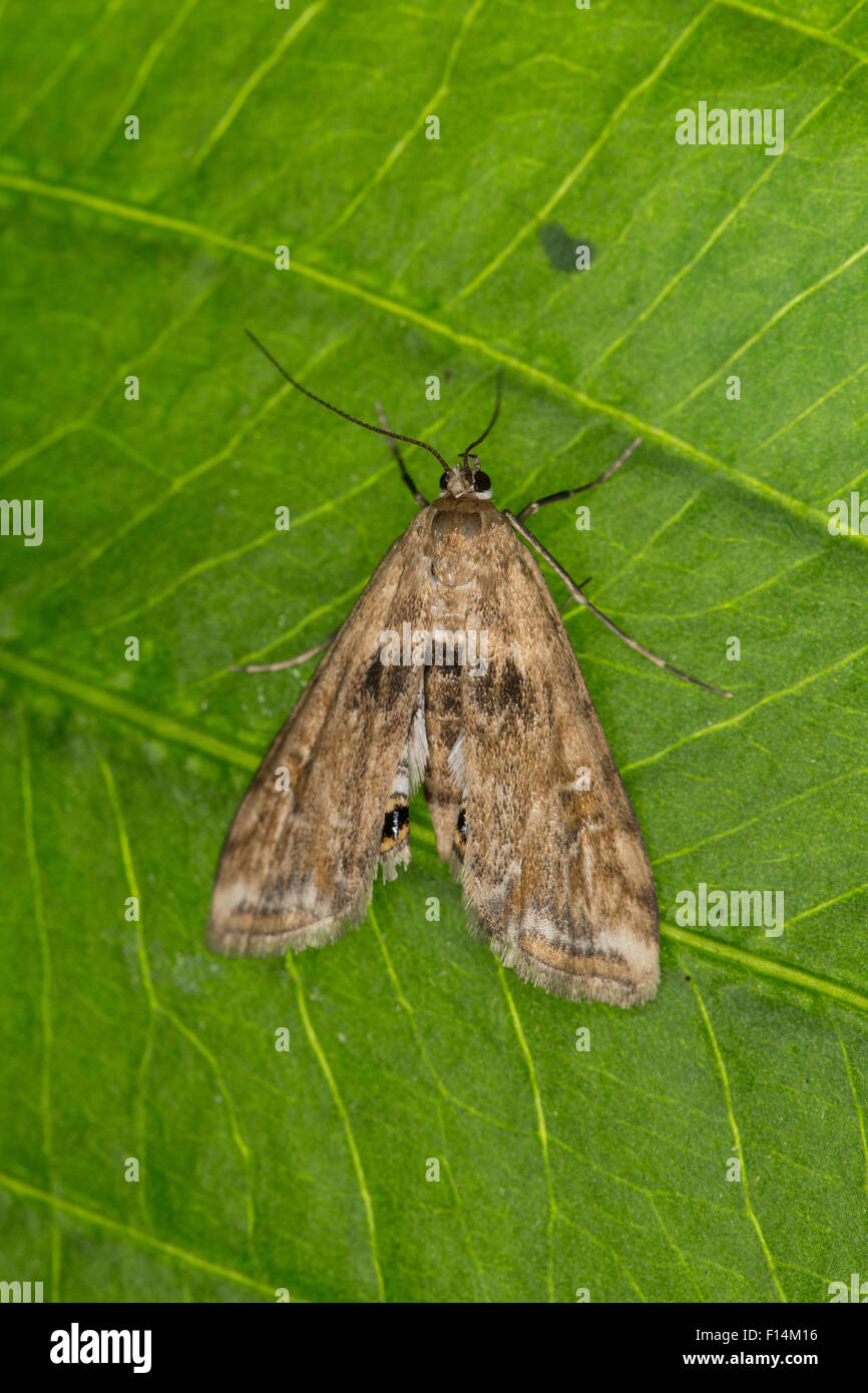 Petite marque de Chine, femme, Wasserlinsenzünsler Wasserlinsen-Zünsler, Weibchen Cataclysta lemnata,,, Cataclysta lemnalis Banque D'Images