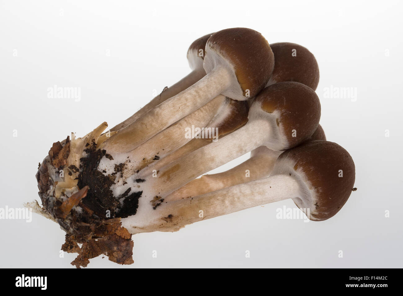 Brittlestem Wässriger moignon commun, Mürbling Wässriger Faserling,, Psathyrella piluliformis, Psathyrella hydrophila Banque D'Images