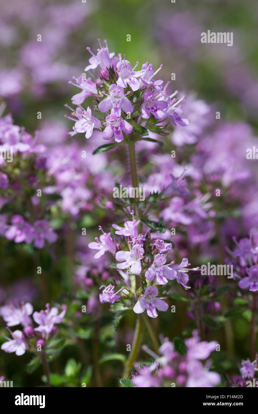 Thym à larges feuilles, le thym citron, Breitblättriger Thymian, Quendel-Thymian Arznei-Thymian Quendel, Thymus pulegioides,, Banque D'Images