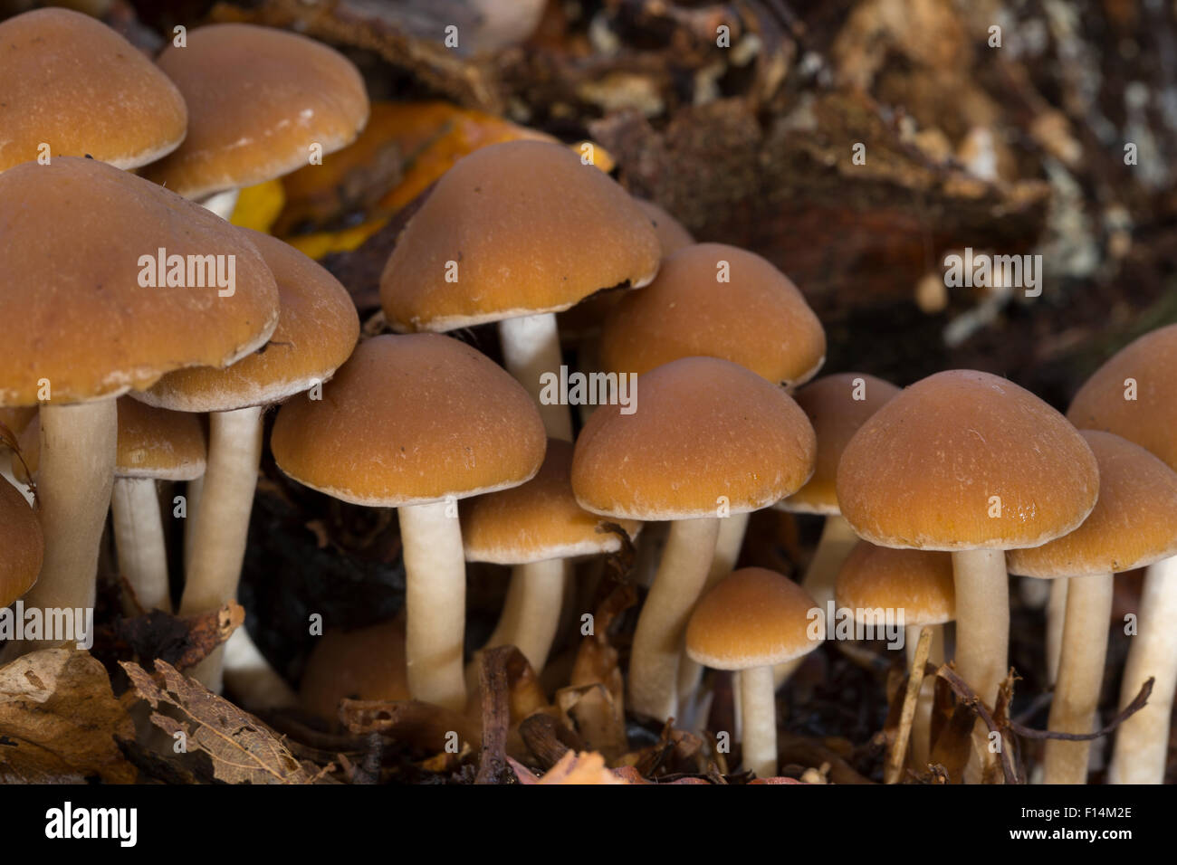 Brittlestem Wässriger moignon commun, Mürbling Wässriger Faserling,, Psathyrella piluliformis, Psathyrella hydrophila Banque D'Images