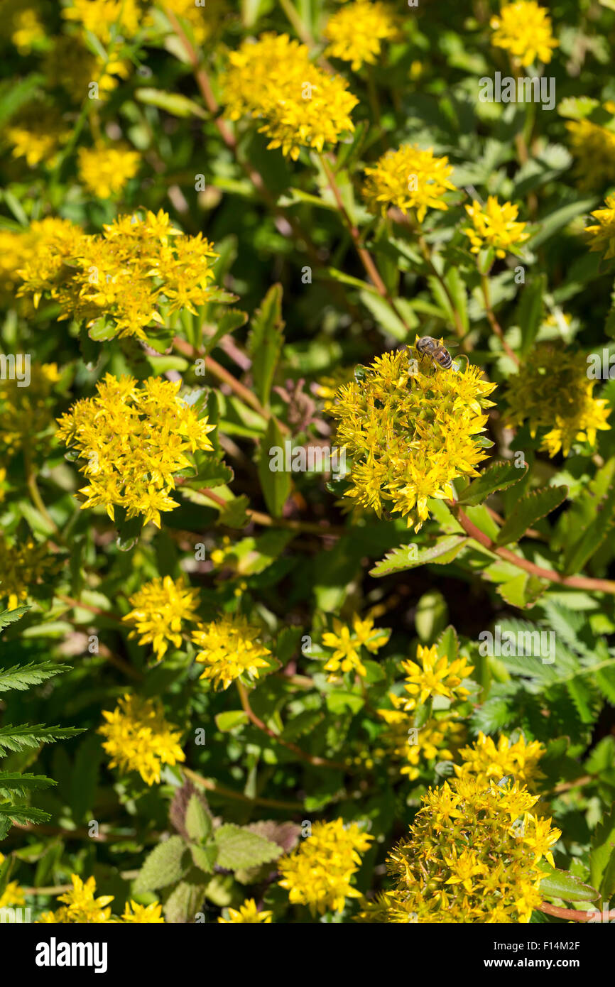 Rock orpin, Fetthenne Tripmadam Felsen-Fetthenne,,, Felsenfetthenne Felsen-Mauerpfeffer,, Sedum rupestre, Sedum reflexum Banque D'Images