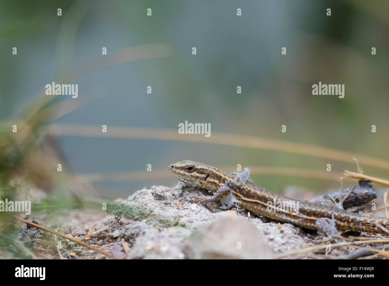 Un vivparous lizard ramper dans la végétation sur le terrain. Il fait la peau. Banque D'Images