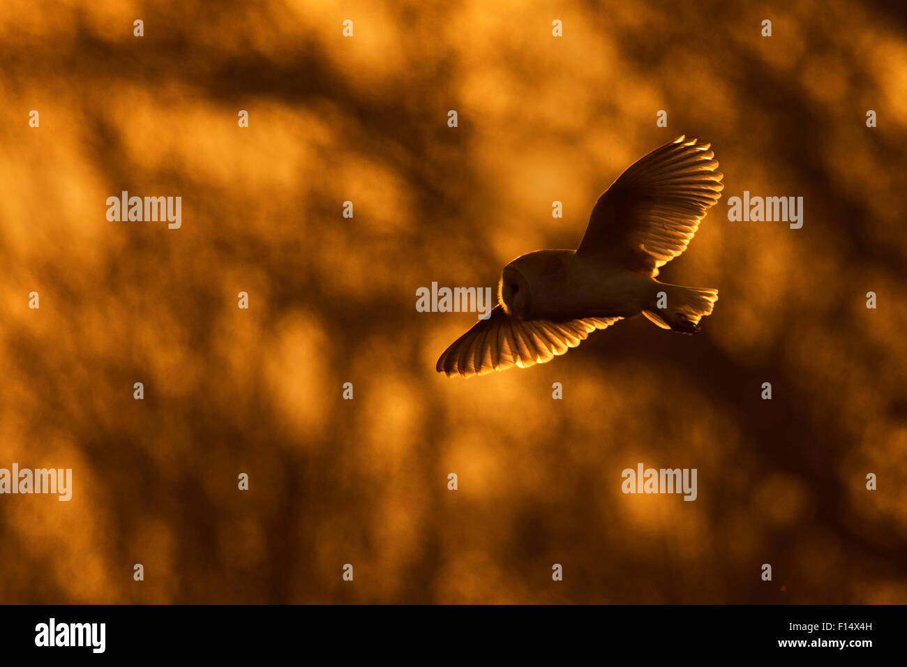 Effraie des clochers (Tyto alba) en vol au crépuscule, UK, mars. Banque D'Images