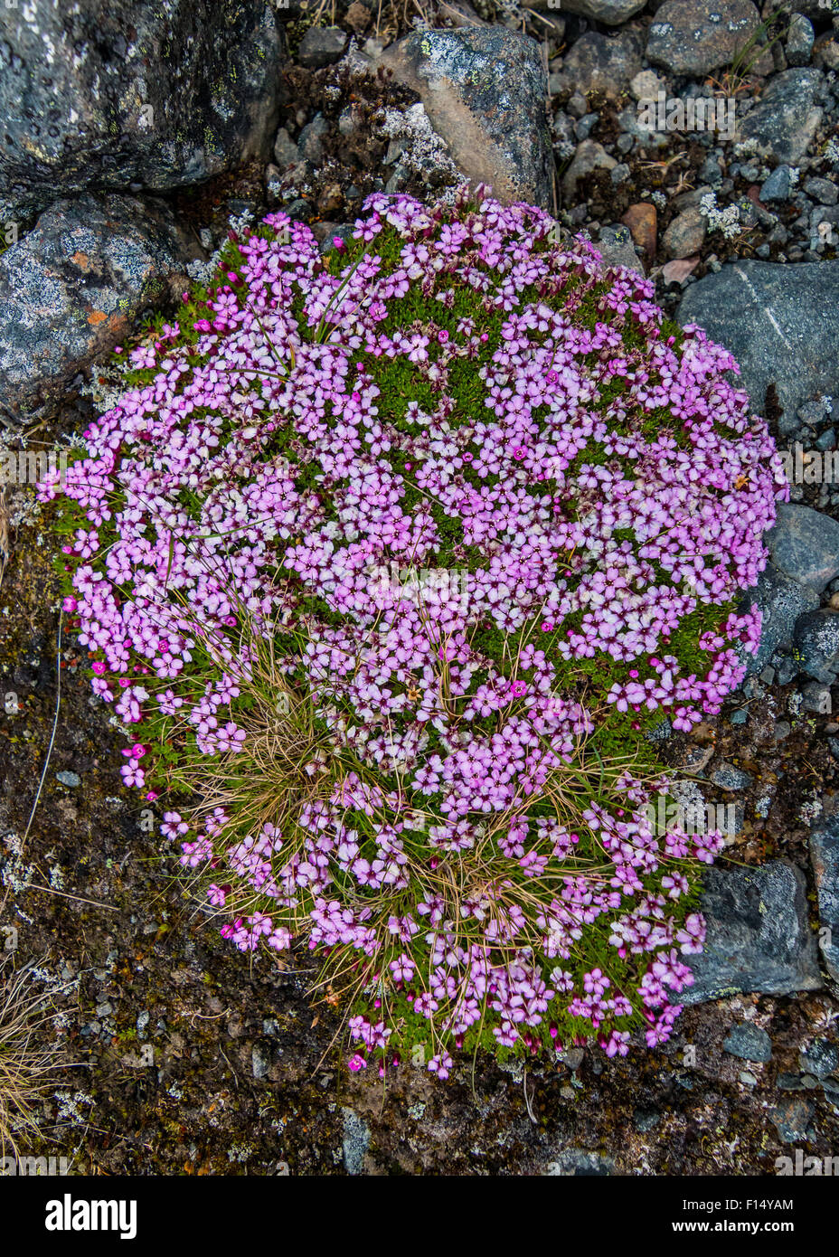 Le silène acaule (Silene acaulis) Banque D'Images