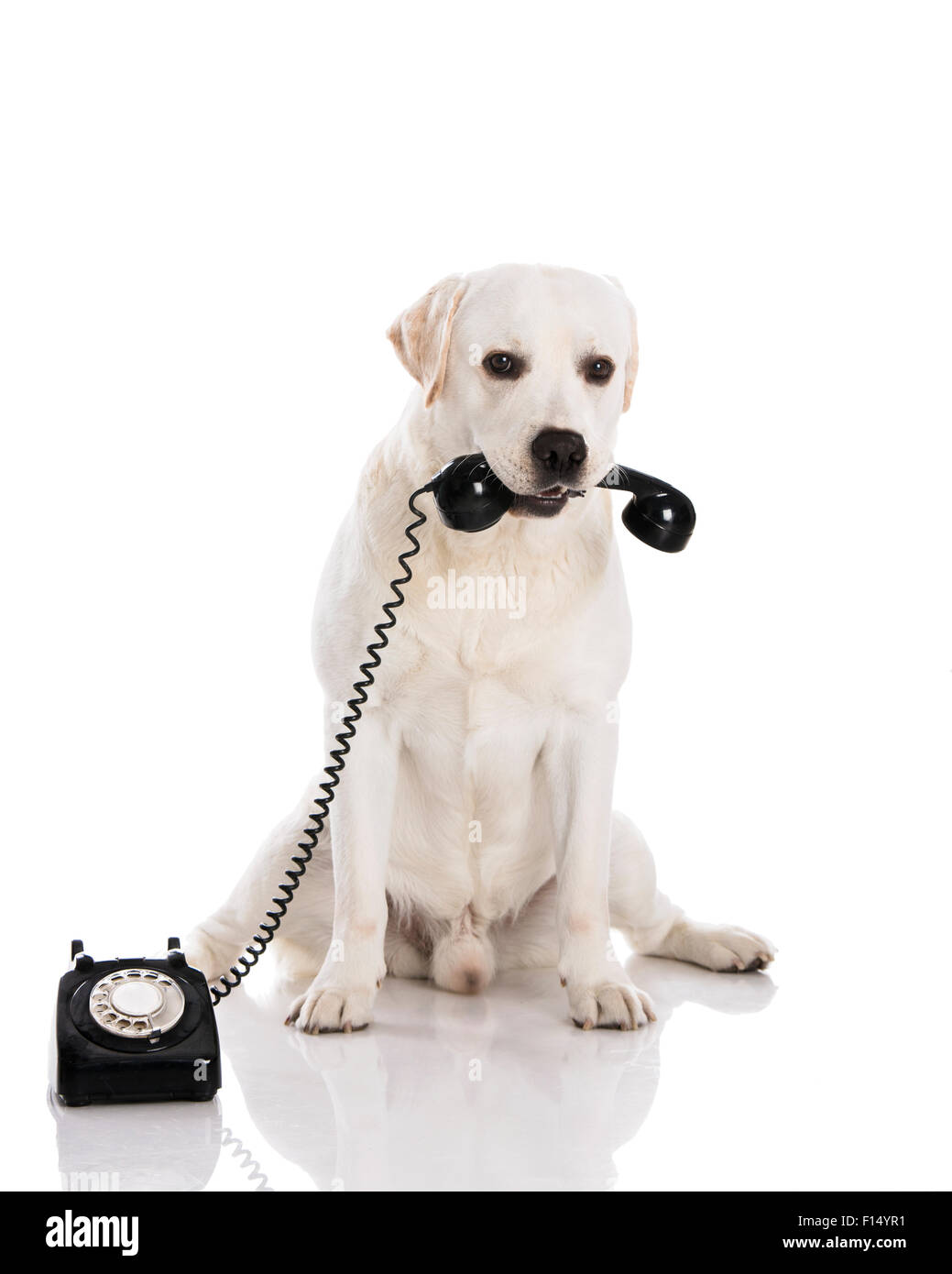 Beau chien labrador holdiing un téléphone Banque D'Images