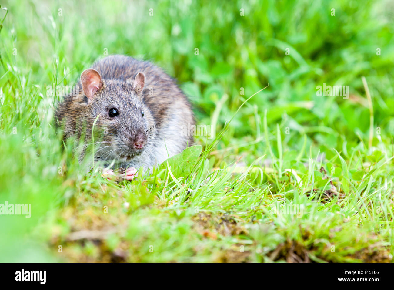 Rat sauvage est en train de manger dans l'herbe Banque D'Images