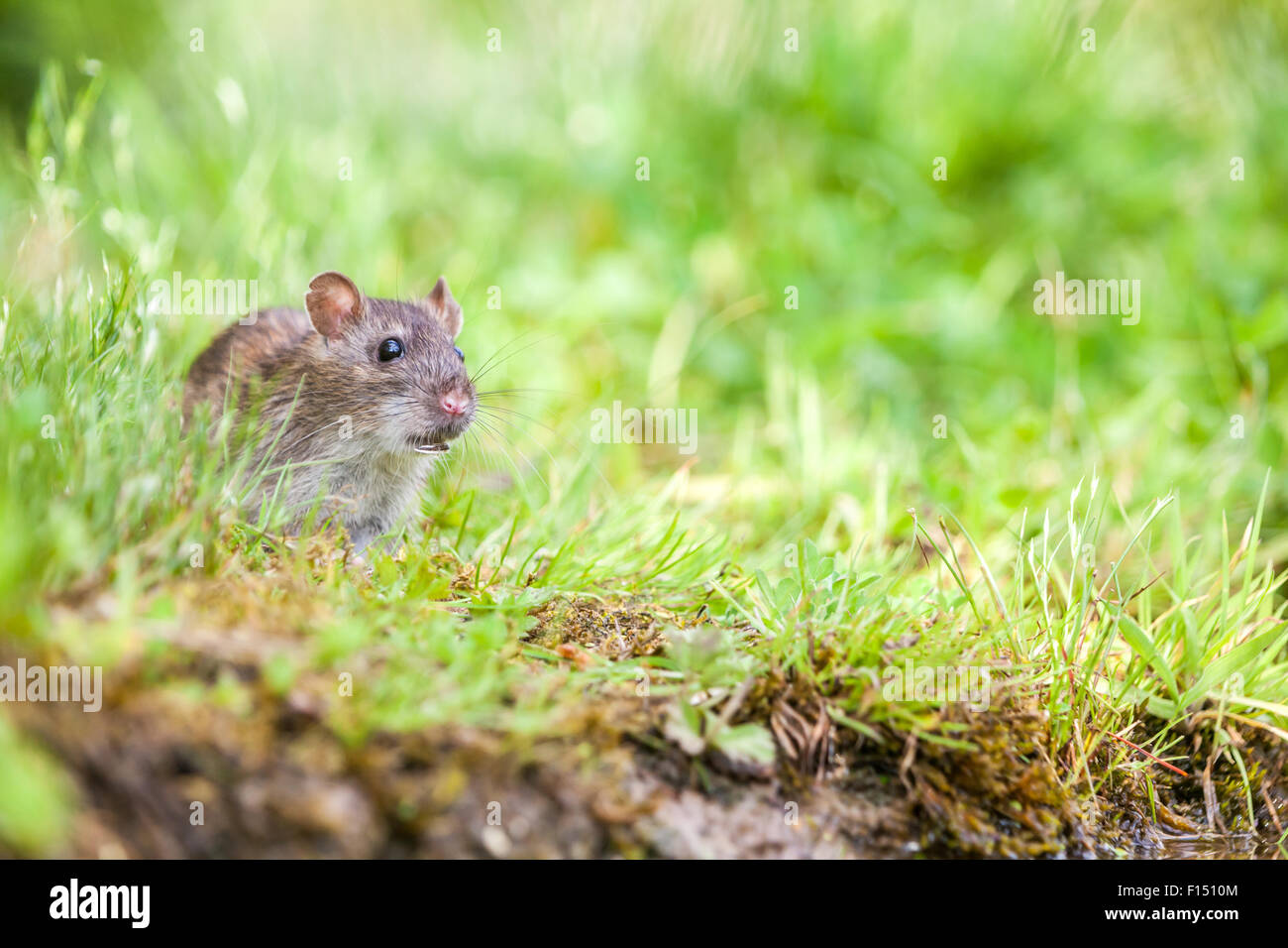 Rat sauvage est en train de manger dans l'herbe Banque D'Images