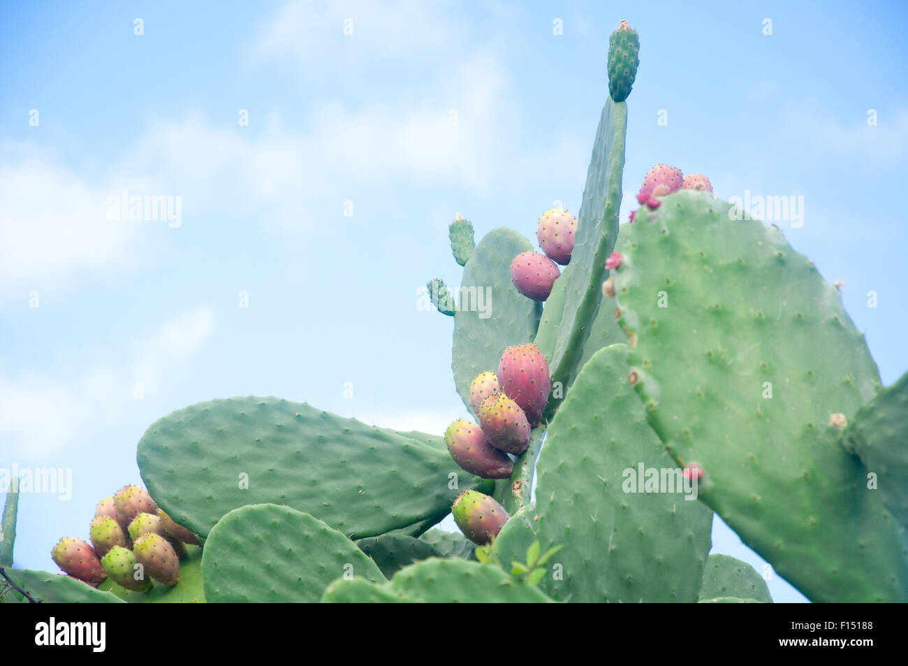 Les plants de figuier de barbarie, un fruit typique de l'Italie du sud Banque D'Images