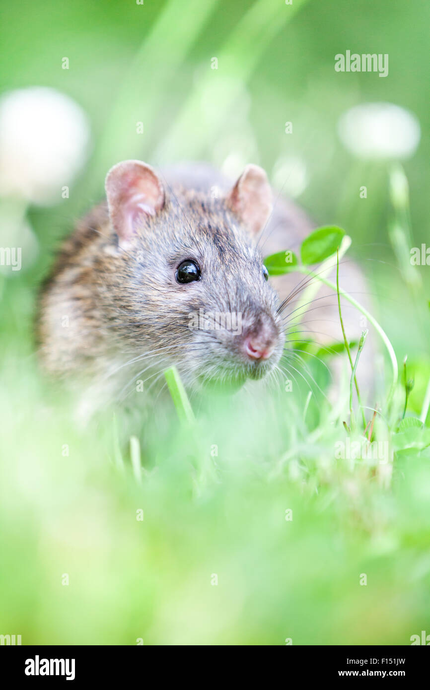 Rat sauvage est en train de manger dans l'herbe Banque D'Images