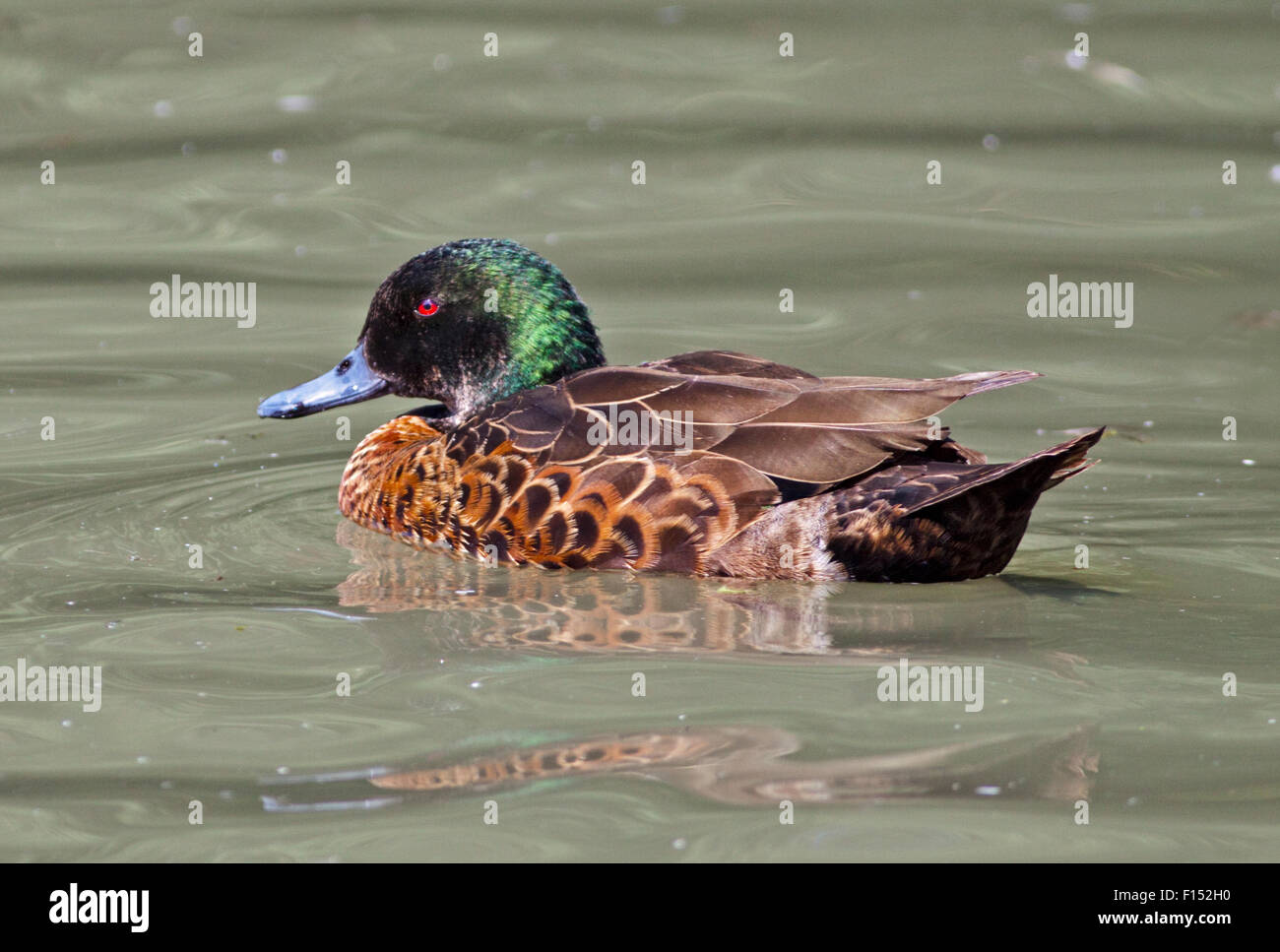 Chestnut Teal (anas castanea), Slimbridge WWT, Gloucestershire, Angleterre Banque D'Images