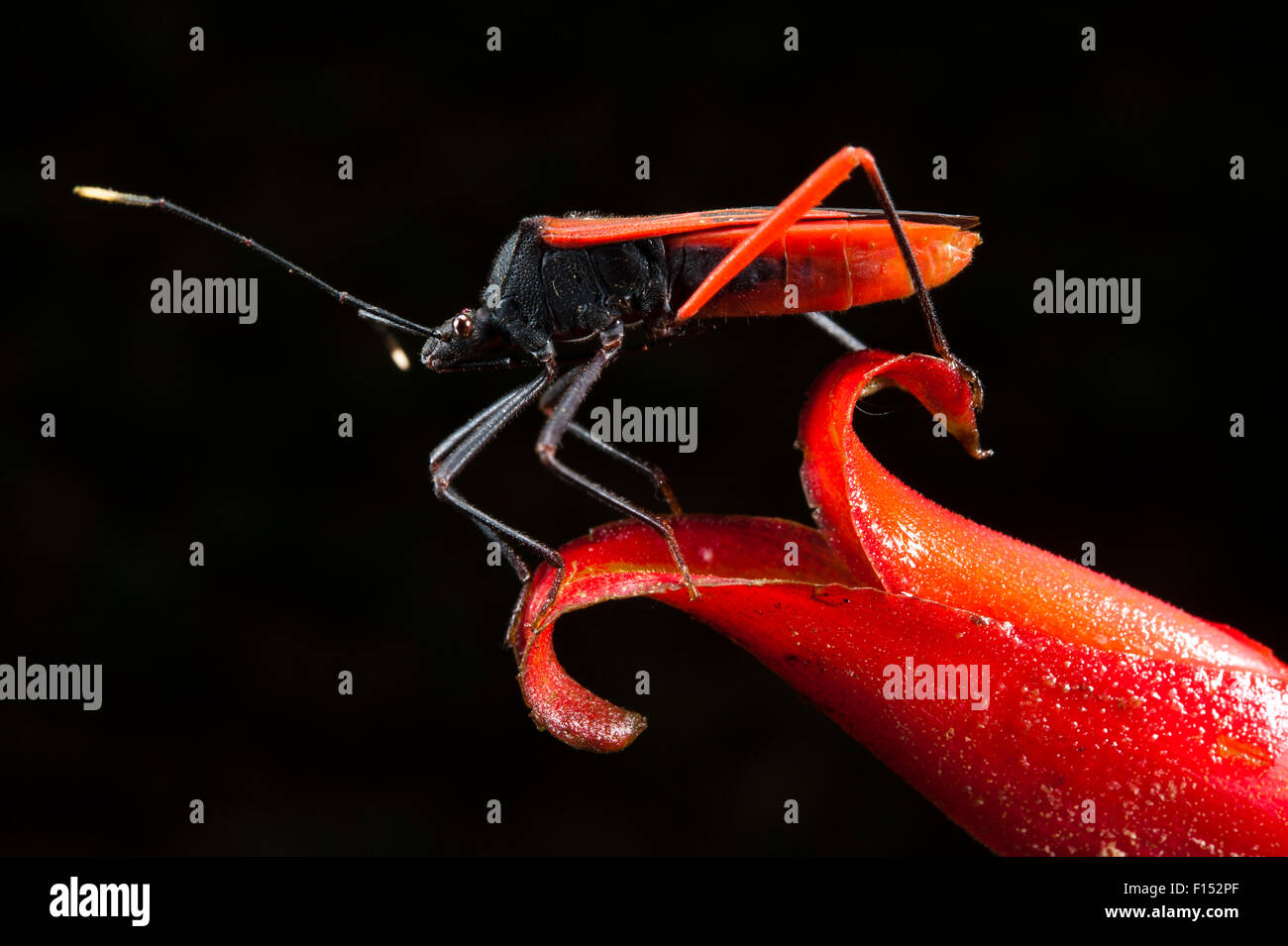 Gros Bug à pattes ou Squash Bug (Coréidés) sur Heliconia Flower. Le Parc National yasuní, forêt amazonienne, en Equateur. L'Amérique du Sud Banque D'Images