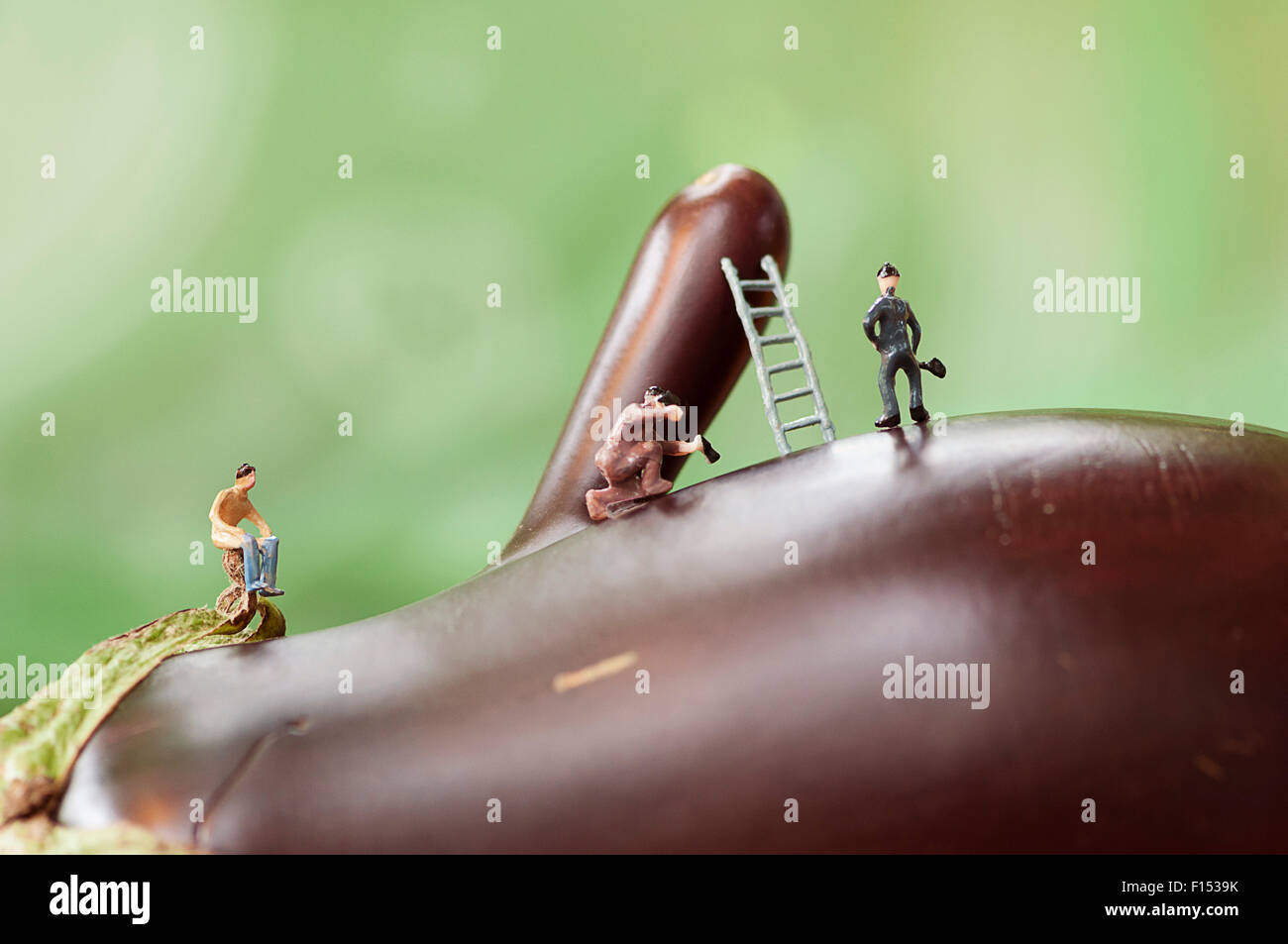 Les travailleurs sur une miniature d'aubergine géant Banque D'Images