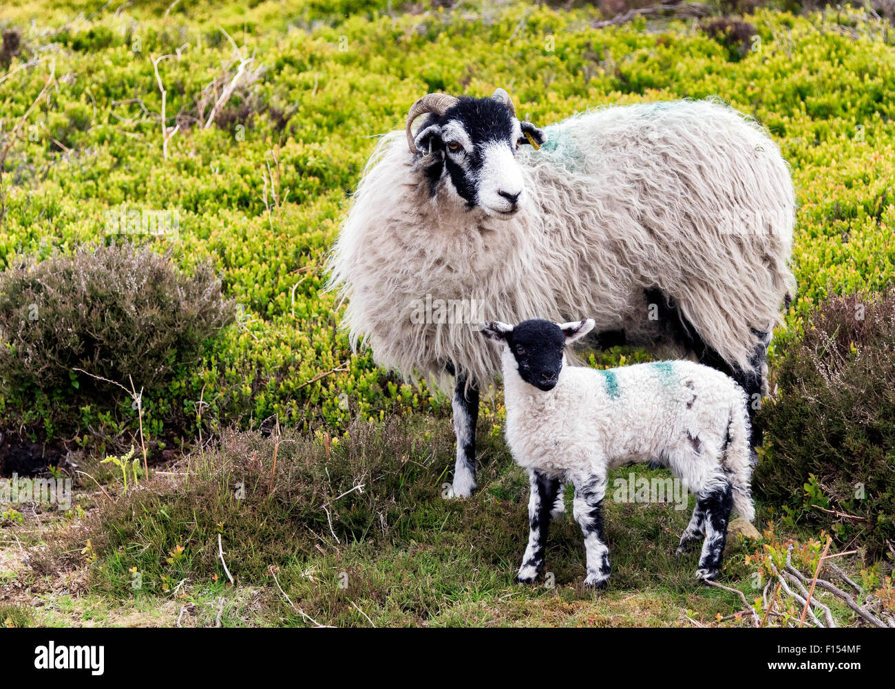 Un mouton et agneau Swaledale dans Bransdale Banque D'Images