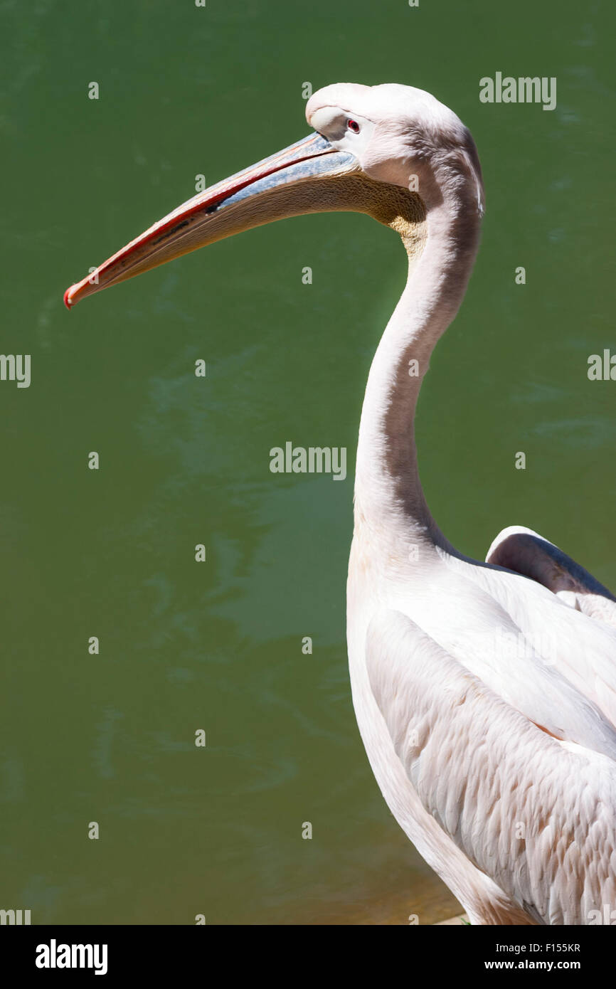 Grand Pélican blanc (Pelecanus onocrotalus) Banque D'Images