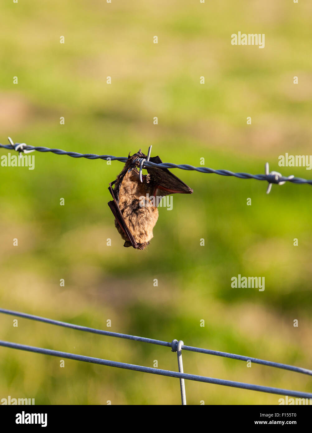 Une chauve-souris morte accroché à une clôture en fil barbelé, près de Comrie, Perthshire, Écosse, Royaume-Uni Banque D'Images