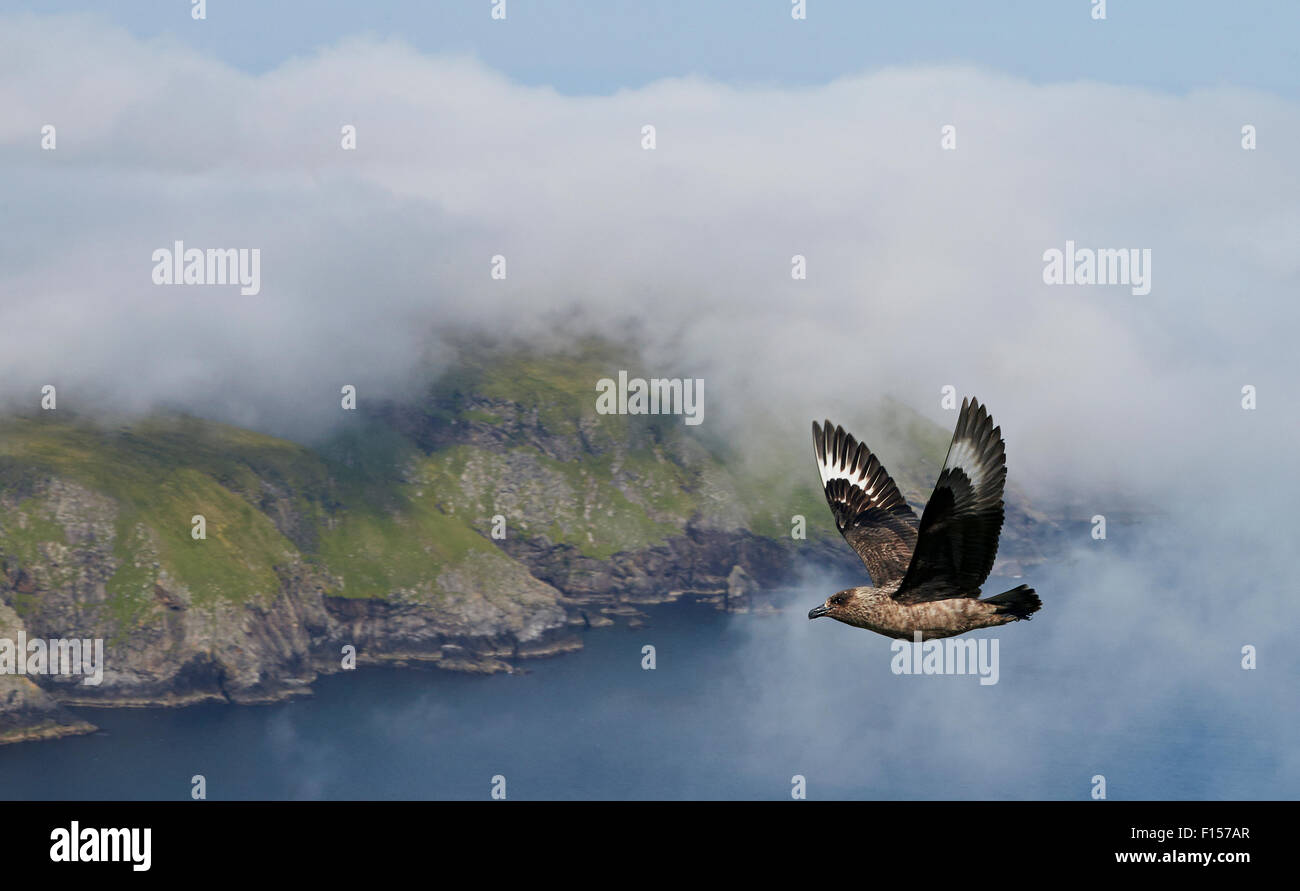 Grand Labbe (Catharacta skua) en vol au dessus des côtes de Shetland, Écosse, Royaume-Uni, Juillet Banque D'Images