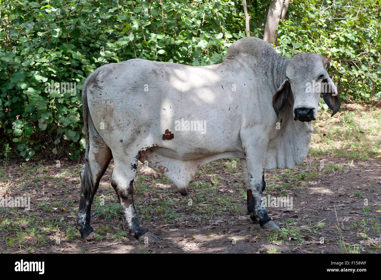 Grande course bull on ferme . Banque D'Images